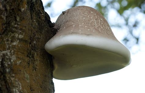 Guide To Birch Polypore Mushrooms - World Mushroom Society