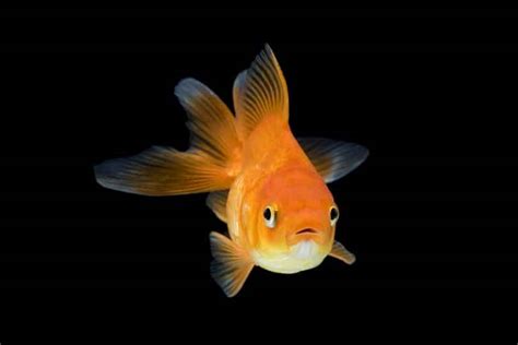 Ryukin Goldfish - Learn About Nature