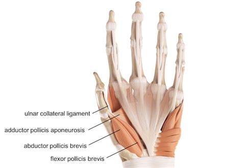 Thumb Anatomy Ligaments