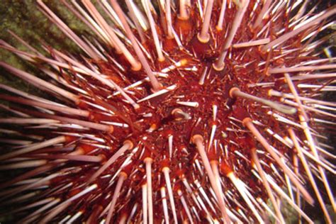 Red Sea Urchin Photo Gallery, Alaska Department of Fish and Game