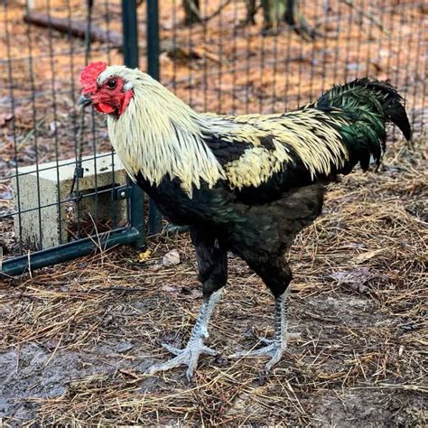 Liege Fighter: Eggs, Temperament, Size and Raising Tips