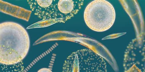 Blue Planet Society: Studying the phytoplankton with citizen science