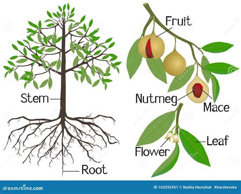 Nutmeg Fruit Ny