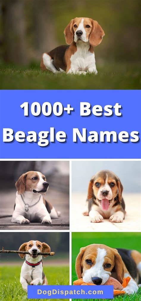 1000+ Best Beagle Names (2022 Updated) - Dog Dispatch