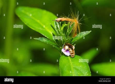 tiny honeybee pollinated of Justicia procumbens flower Stock Photo - Alamy