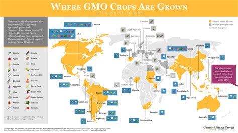 Where are GMO crops and animals approved and banned? | Genetic Literacy ...