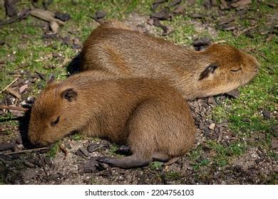 Zdjęcie stockowe „Closeup Two Adorable Baby Capybaras Sleeping ...