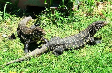 Tegu Lizard - Description, Habitat, Image, Diet, and Interesting Facts