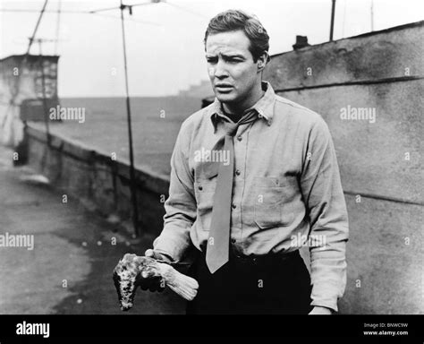 MARLON BRANDO ON THE WATERFRONT (1954 Stock Photo, Royalty Free Image ...