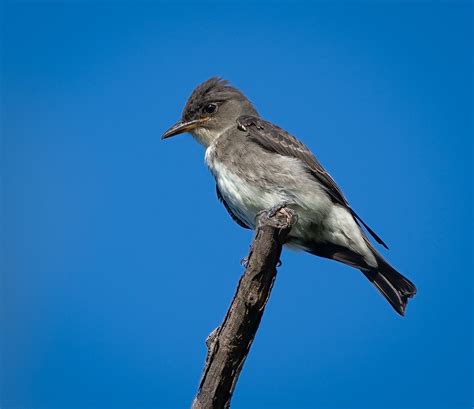 Olive-sided Flycatcher - Owen Deutsch Photography