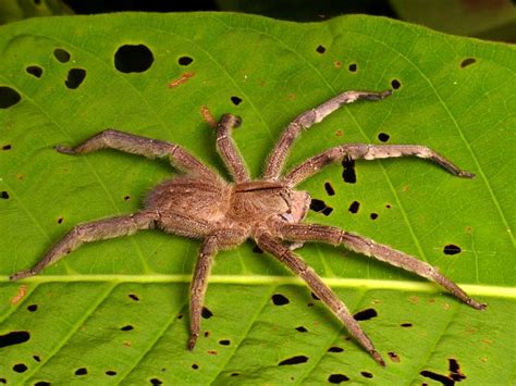 Wandering spider, Phoneutria boliviensis | Brazilian wandering spider ...