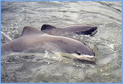 Spectacled Porpoise Information and Picture | Sea Animals