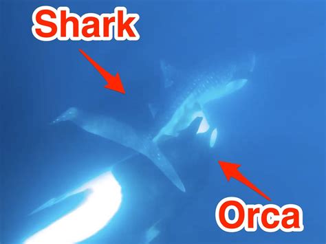 Orca Whale Eating Shark