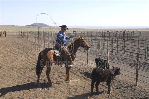 Photo of Cowboys Roping Cattle by Photo Stock Source cowboys, Flagstaff, Arizona, USA, cowboy ...