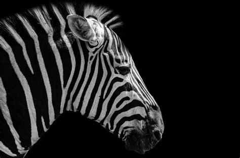 Zebra Free Stock Photo - Public Domain Pictures