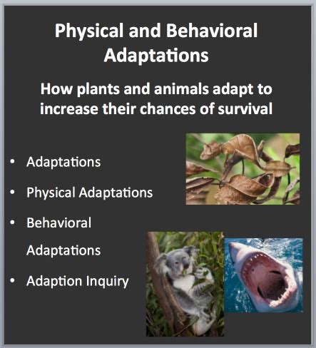 Physical & Behavioral Adaptations: Increasing an organisms chances of survival - Teach With Fergy