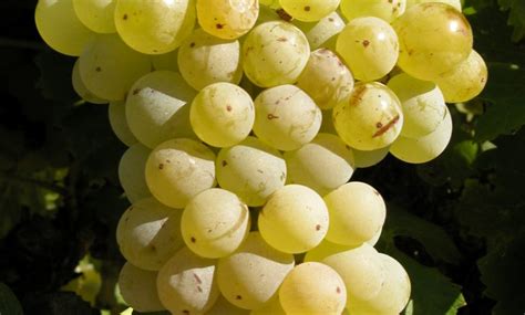 White Garnacha grape variety - Complete Gardering