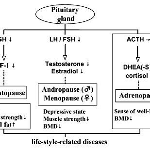 Mechanism of action of DHEA and DHEA-S. | Download Scientific Diagram