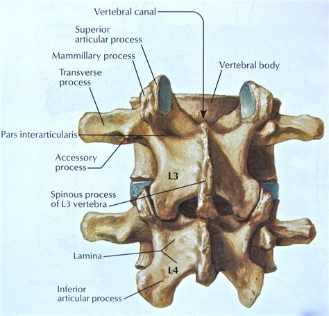 Notes on Anatomy and Physiology: The Vertebrae