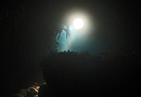 Night Diving | Dive HQ New Zealand