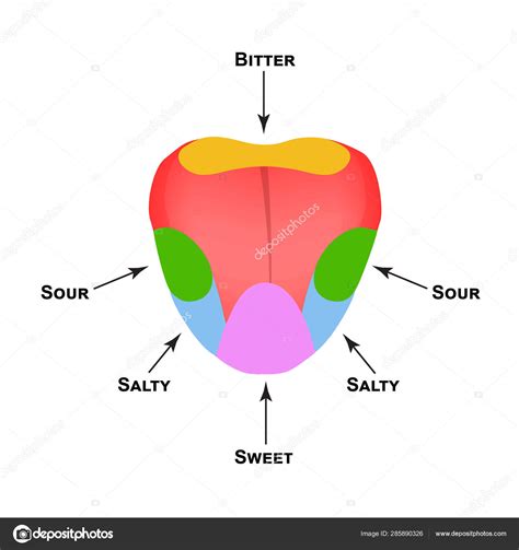 [DIAGRAM] Diagram Of Tongue And Taste - MYDIAGRAM.ONLINE