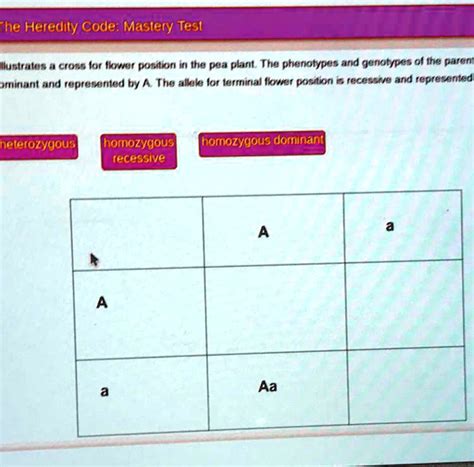 SOLVED: The Punnett square illustrates a cross for flower position in ...