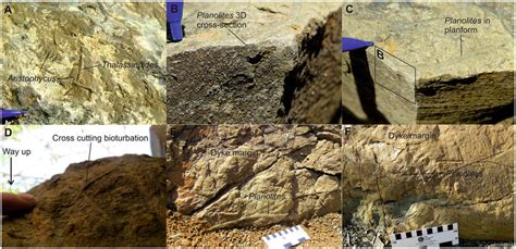 Typical examples of bioturbation found on clastic injectite margins.... | Download Scientific ...