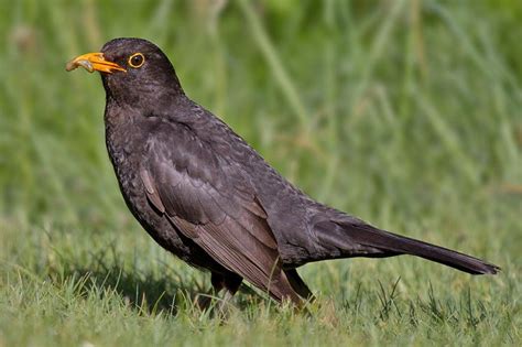 Common blackbird - Amazing Pets For You