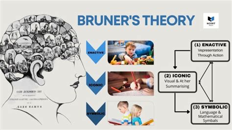 Bruner's Theory of Cognitive Development - infrexa