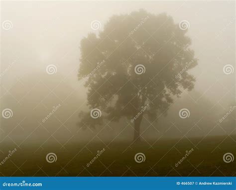 Dense Fog stock image. Image of focus, green, cloudy, dense - 466507