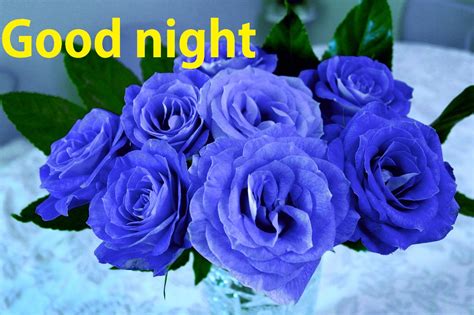 Good Night Blue Rose Photo - Asktiming