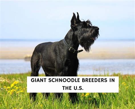 6 Best Giant Schnoodle Breeders in the U.S.!