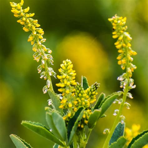 Organic Yellow Blossom Sweet Clover - Albert Lea Seed