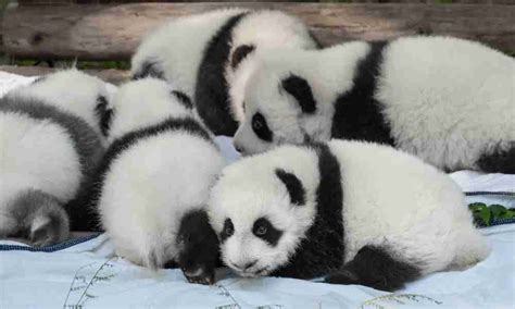 The Giant Panda’s Breeding (7 Things You Should Know)