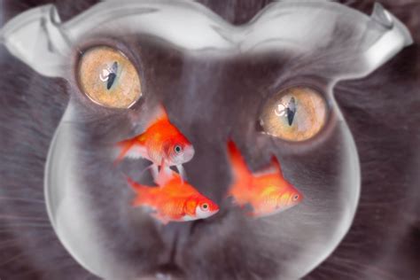 Can Cats Eat Goldfish? Is It Safe? - Wise Kitten