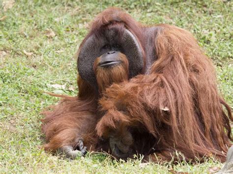 Chantek, an Orangutan Who Knew Sign Language, Has Died at 39 | Smithsonian