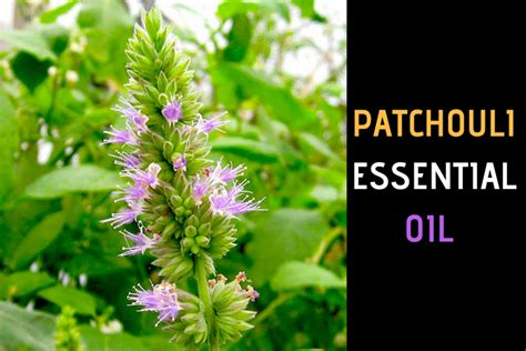 Patchouli Essential Oil: Benefits, Uses, & Best Company to Buy From | Patchouli essential oil ...