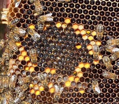 Honeybee Photos - Photos Of Queen, Workers & Drones | Talking With Bees