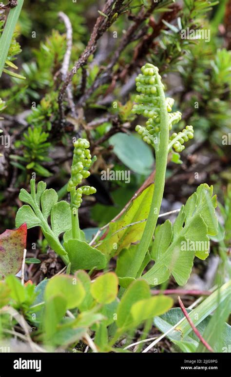 Moonwort fern botrychium lunaria hi-res stock photography and images - Alamy