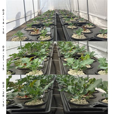 RDWC Hydroponic Systems - GROZINEGROZINE