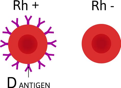 Golden blood: the rare and mysterious Rh-null blood type