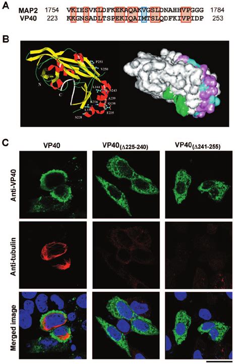 Sequence similarity to a microtubule-associated protein motif suggests ...