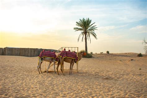 Camels on a Desert · Free Stock Photo