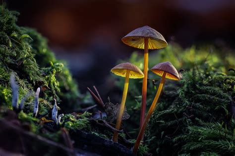 Download Macro Nature Mushroom HD Wallpaper