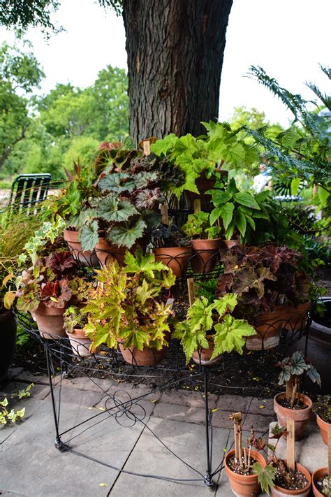 Begonias, Perennial Plant Association (PPA) Symposium 2016 Recap, Thinking Outside the Boxwood ...