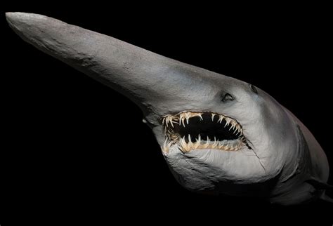 Goblin Shark Facts | Habitat, Diet, Description, and More | Cool Kid Facts