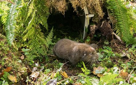 A Mountain Beaver Heads Back to the Woods — Audubon Society of Portland