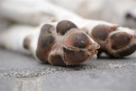 Dog Warts: Causes, Facts, Pictures & How to Get Rid of Them