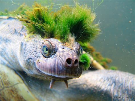 Mary River Turtle: Rare ‘Butt-Breathing’ Reptile Joins Endangered ...