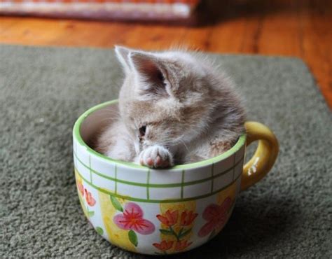 21 Pictures of Cats Looking Cute in Cups